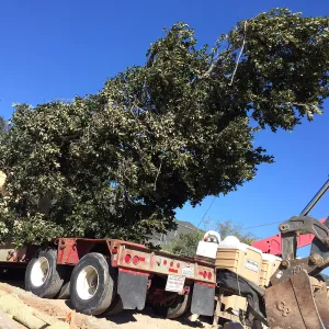 Planting of Island Oaks at the Pritzlaff Conservation Center