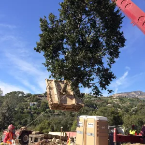 Planting of Island Oaks at the Pritzlaff Conservation Center
