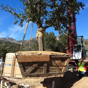 Planting of Island Oaks at the Pritzlaff Conservation Center