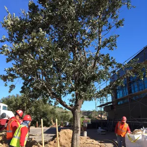 Planting of Island Oaks at the Pritzlaff Conservation Center