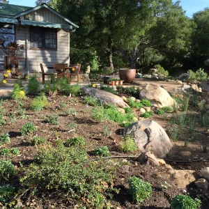 Initial planting at Water Wise Home Garden