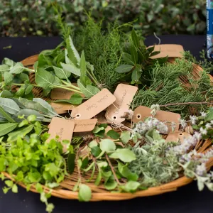 2017 Santa Barbara Beer Garden Event