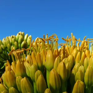 Agave sebastiana