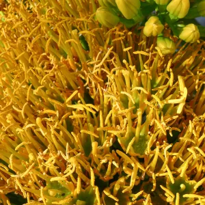 Agave sebastiana