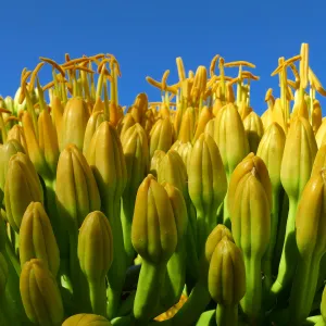 Agave sebastiana
