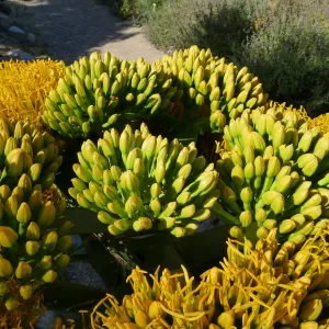 Agave sebastiana