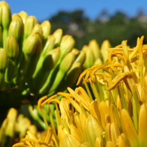 Agave sebastiana