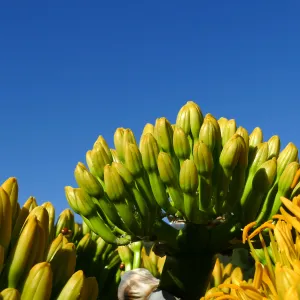 Agave sebastiana