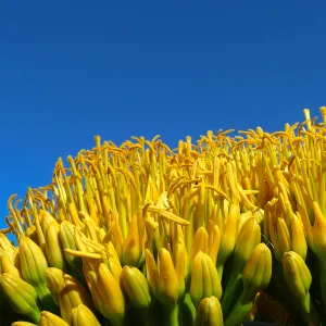 Agave sebastiana