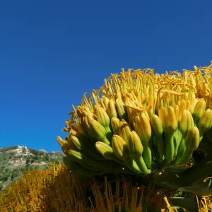 Agave sebastiana