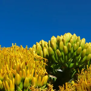 Agave sebastiana