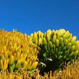 Agave sebastiana