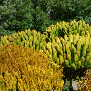 Agave sebastiana