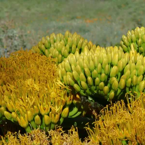 Agave sebastiana