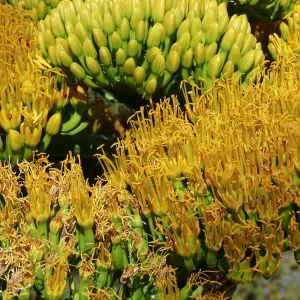 Agave sebastiana