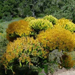 Agave sebastiana