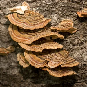 Fungus on tree trunk