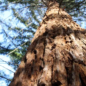  Coast Redwood