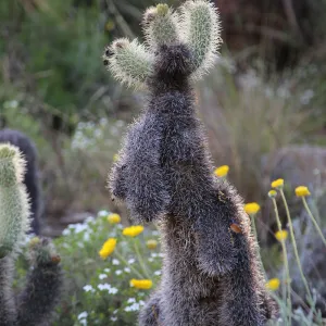 Jumping Cholla
