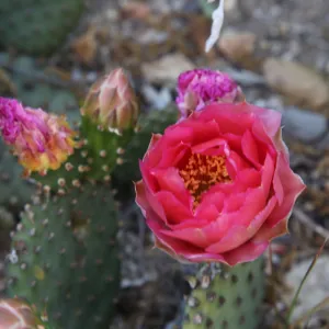 Beavertail cactus
