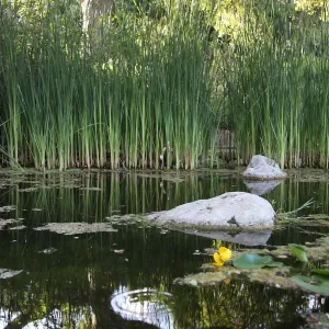 Pond, Narrowleaf Cattails