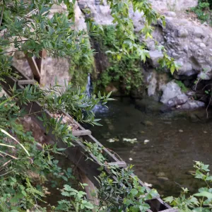 Trees below Mission Dam