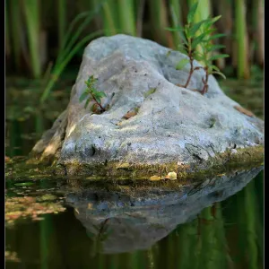 Plants growing on rock in Pond