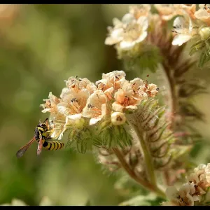 Wasp on flower