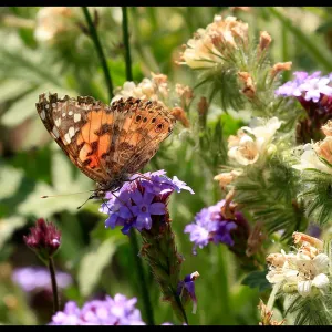 Butterfly on flower