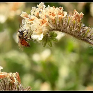 Bee on flower