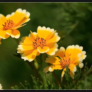 Tidytips
