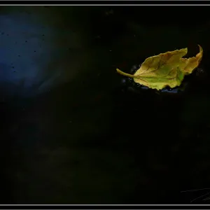 Floating Leaf