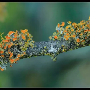 Lichen