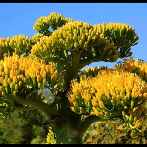 Agave sebastiana