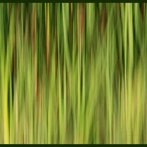Abstract, reeds at pond