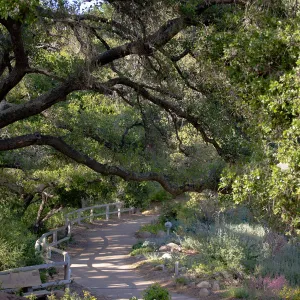 Oak at upper Meadow