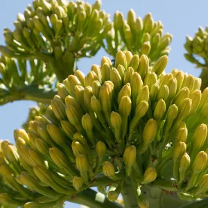 Agave sebastiana in the Dudleya Display