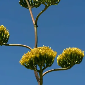 Agave margaritae in the Dudleya Display