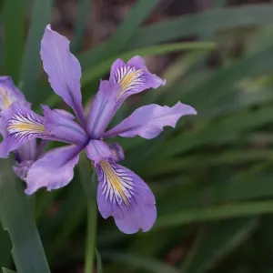 Iris