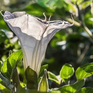 Jimson Weed