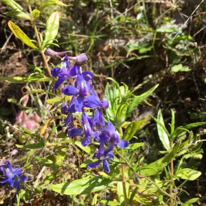 Santa Cruz Island Trip, Larkspur (Delphinium parryi)