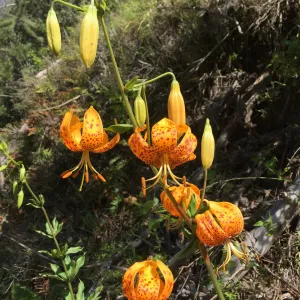 Santa Cruz Island Trip, Humboldt Lily (Lilium humboldtii ssp. ocellatum)