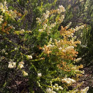 Santa Cruz Island Trip, Chamise (Adenostoma fasciculatum)