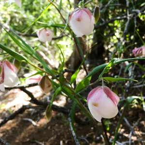 Santa Cruz Island Trip, White Fairy Lantern (Calochortus albus)