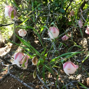 Santa Cruz Island Trip, White Fairy Lantern (Calochortus albus)