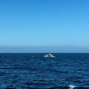 Santa Cruz Island Trip, Blue Whale tail