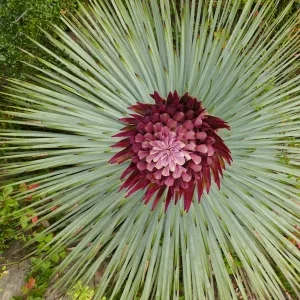 Our Lord's Candle - Hesperoyucca whipplei infloresence