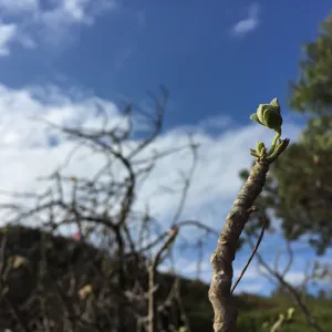 Santa Rosa Island Trip, Island Mallow (Malva assurgentiflora)