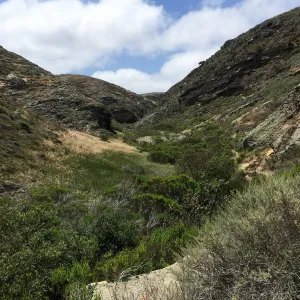 Santa Rosa Island Trip, Lobo Canyon
