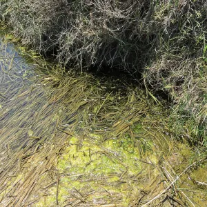 Santa Rosa Island Trip, Frogs in Lobo Canyon slough